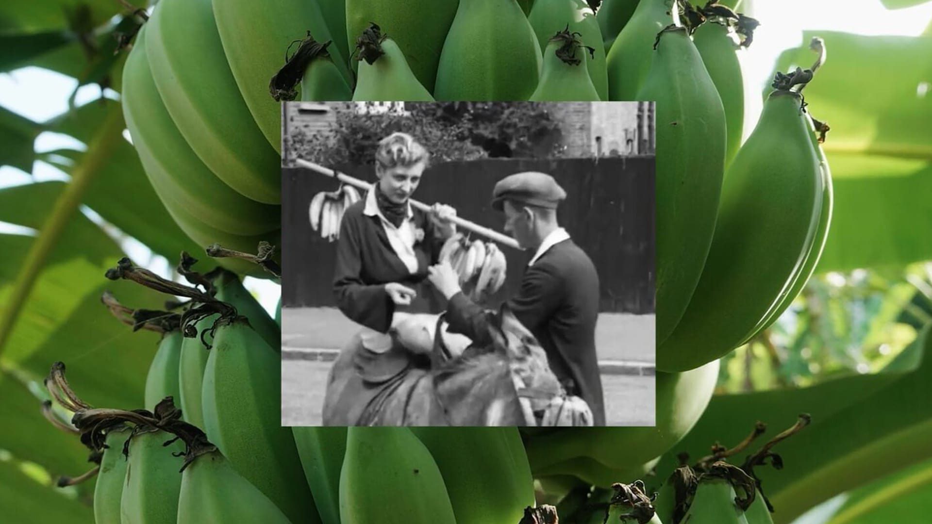 7-Bananas crop